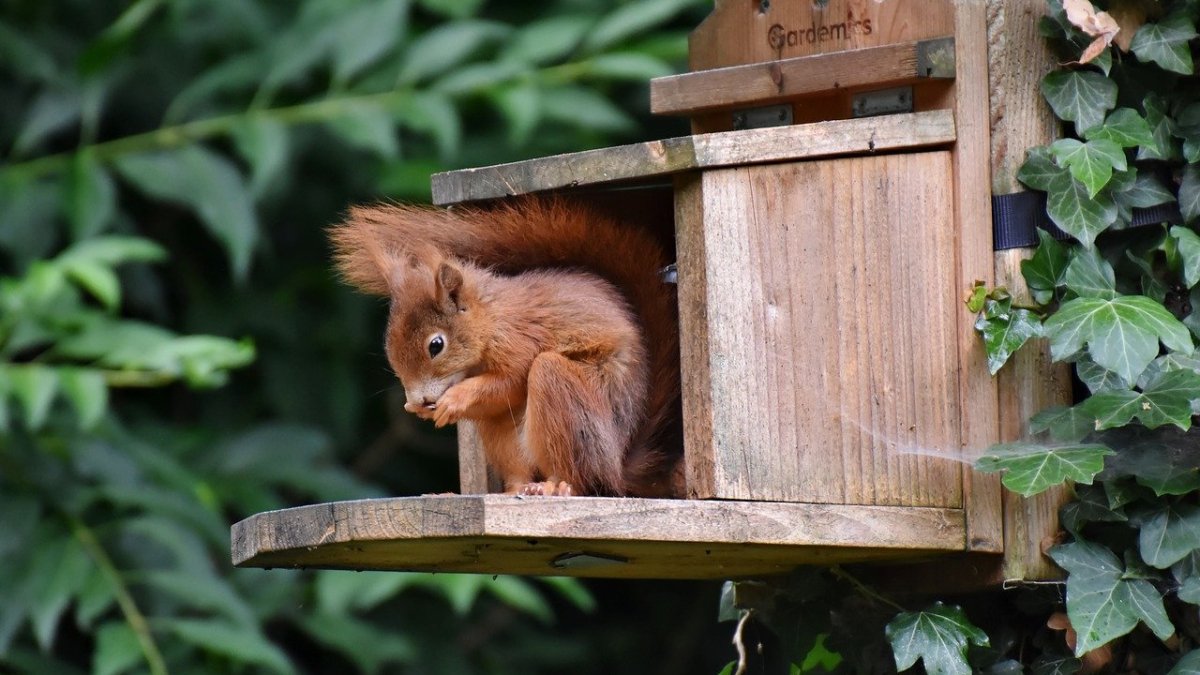 squirrel, nature, rodent-8331079.jpg