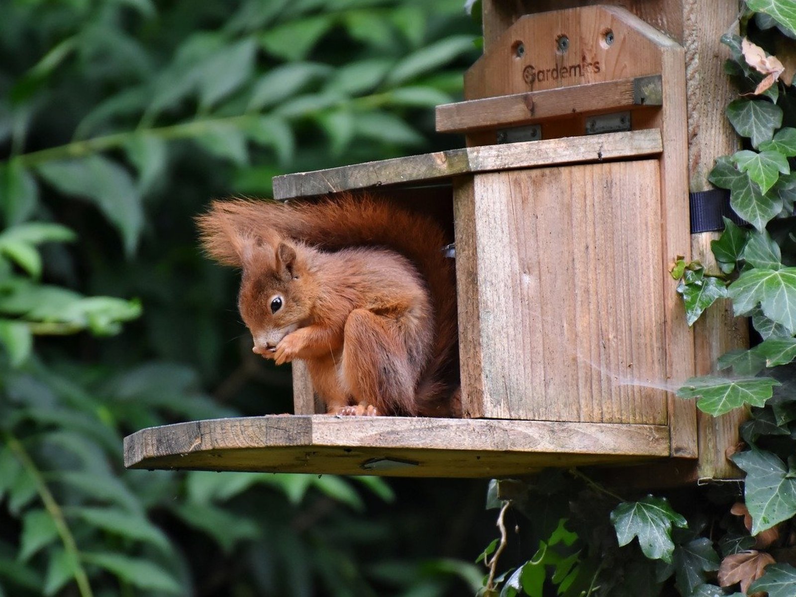 squirrel, nature, rodent-8331079.jpg