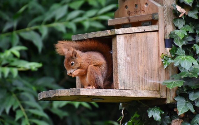 squirrel, nature, rodent-8331079.jpg